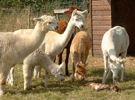 Once the cria is on the ground, many of the girls will crowd round.  This doesn't usually bother the older girls, but the younger ones can find this distracting. We avoid contact with the new born cria as much as possible on the first day.  Just check and disinfect the navel, then leave mum to it. 